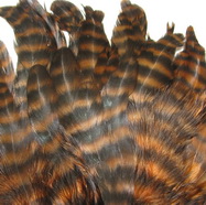 ������� ���� Hen feathers ������ ����������